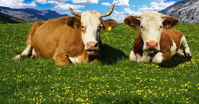 农村养牛国家有补贴吗补贴多少？养多少头牛才能领补贴？